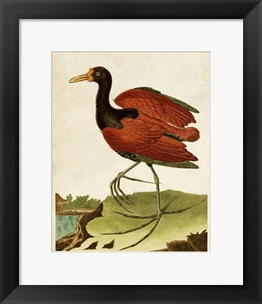 Framed Heron Portrait IV Print