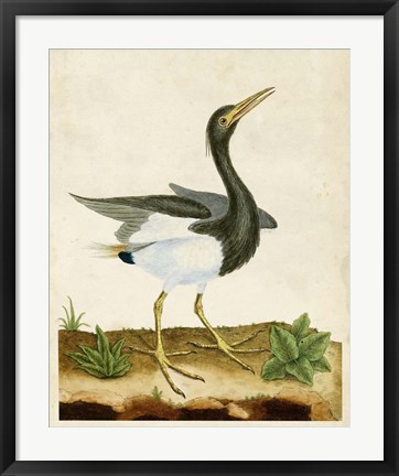 Framed Heron Portrait V Print