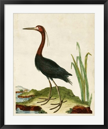 Framed Heron Portrait VI Print