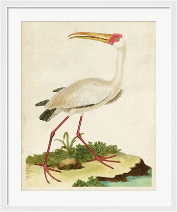 Framed Heron Portrait VII Print