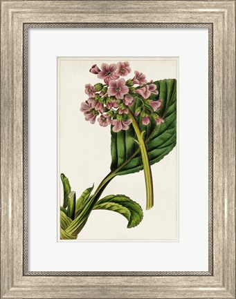 Framed Mauve Botanicals II Print