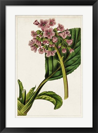 Framed Mauve Botanicals II Print