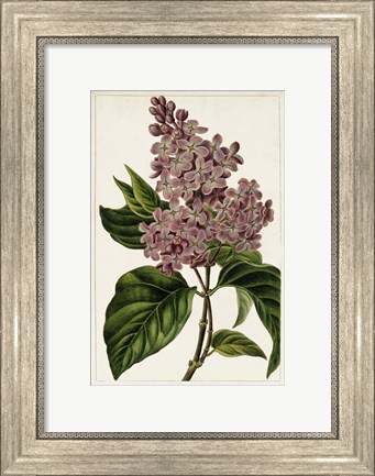 Framed Mauve Botanicals IV Print