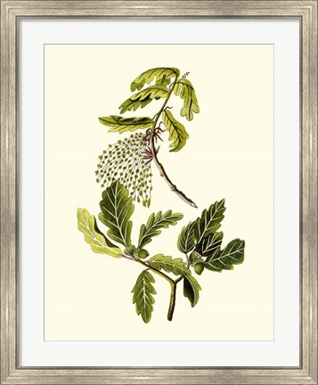 Framed Olive Greenery III Print