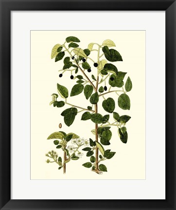 Framed Olive Greenery V Print