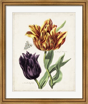 Framed Tulip Classics III Print
