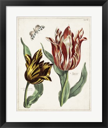 Framed Tulip Classics IV Print