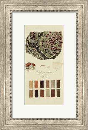 Framed Species of Lichen I Print