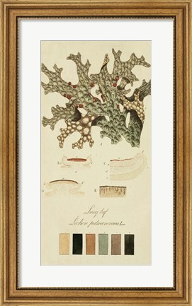 Framed Species of Lichen III Print