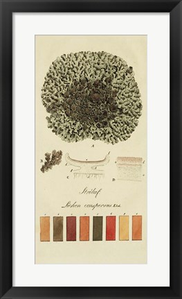 Framed Species of Lichen VI Print