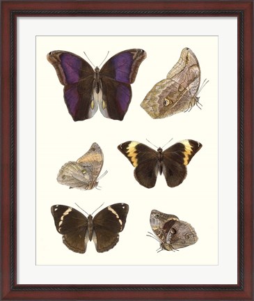 Framed Violet Butterflies II Print