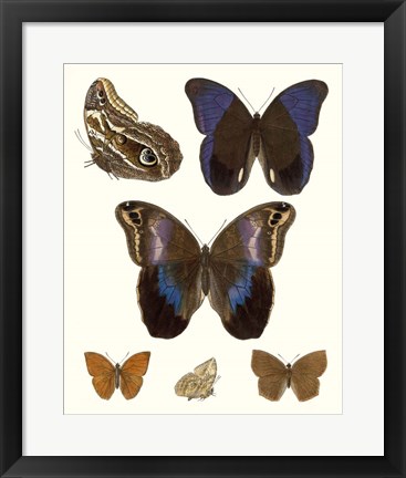 Framed Violet Butterflies IV Print