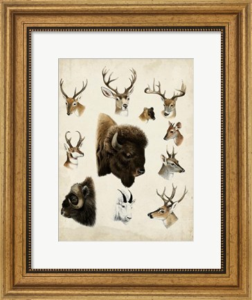 Framed Western Animal Species I Print