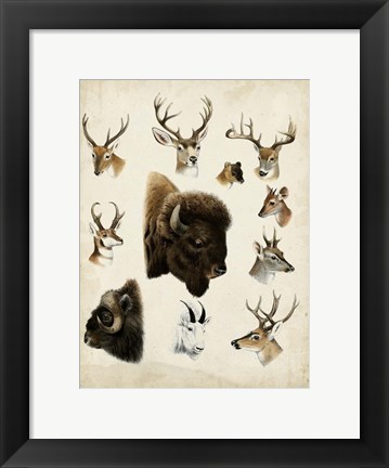 Framed Western Animal Species I Print