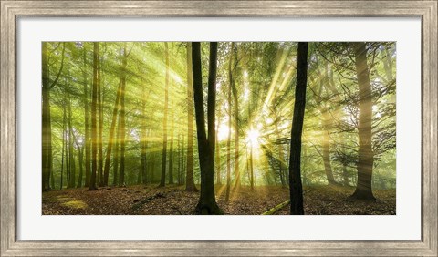 Framed Nebelstimmung mit Sonne im Wald Print