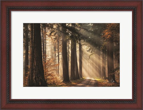Framed Fresh Autumn Light Print