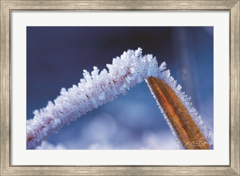 Framed Ice Cold Print