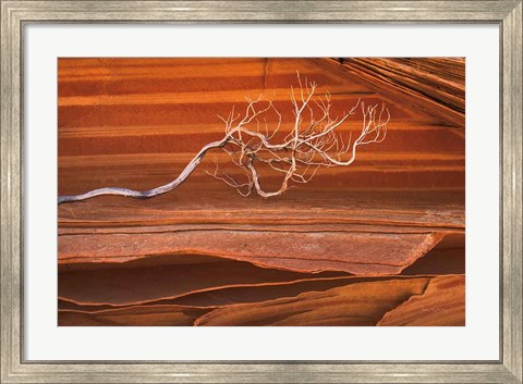 Framed Coyote Buttes III Print