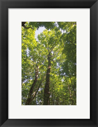 Framed Hardwood Forest Canopy I Print