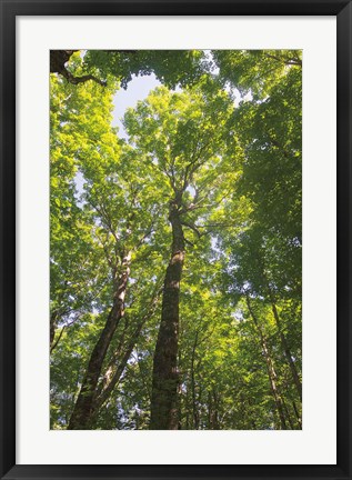 Framed Hardwood Forest Canopy I Print