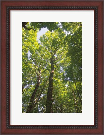 Framed Hardwood Forest Canopy I Print