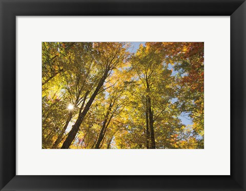 Framed Autumn Foliage Sunburst IV Print