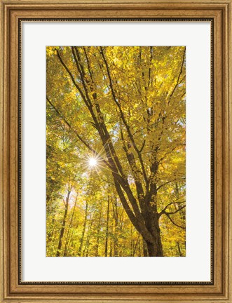 Framed Autumn Foliage Sunburst II Print