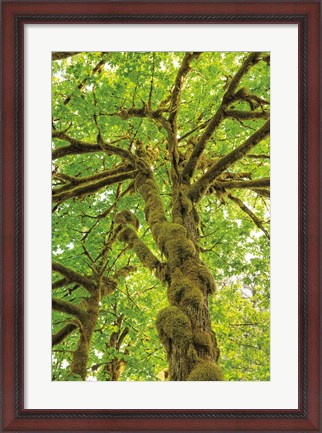Framed Big Leaf Maple Trees IV Print