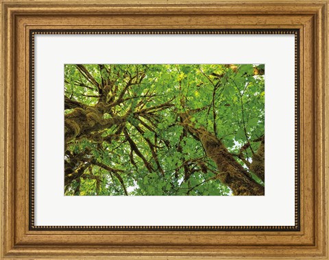 Framed Big Leaf Maple Trees III Print