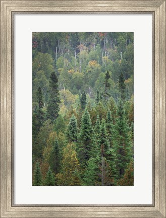 Framed Superior National Forest IV Print