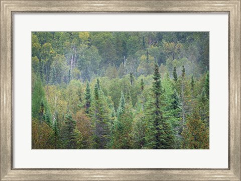 Framed Superior National Forest II Print