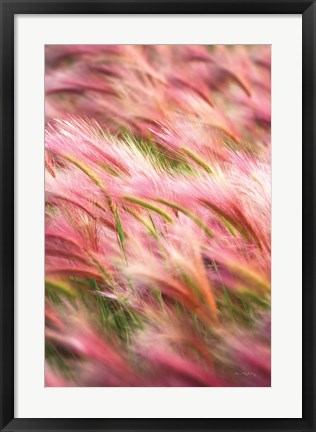Framed Foxtail Barley IV Print