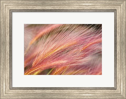 Framed Foxtail Barley III Print