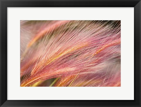 Framed Foxtail Barley III Print