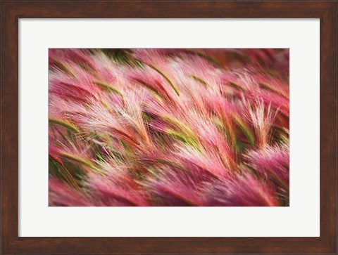 Framed Foxtail Barley II Print