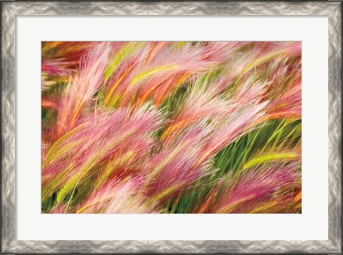 Framed Foxtail Barley I Print