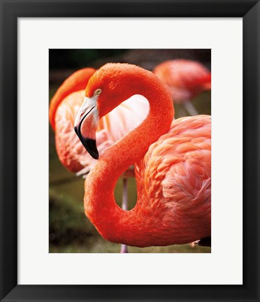 Framed Flamingo III Print