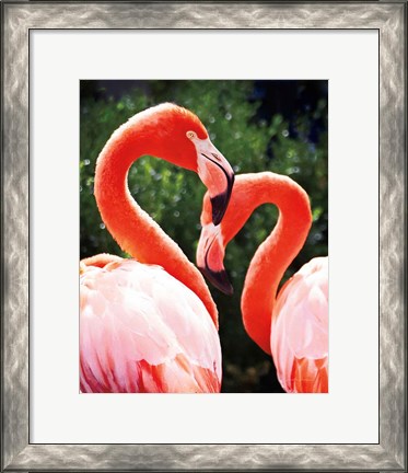 Framed Flamingo II Print