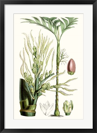 Framed Tropical Plants III Print
