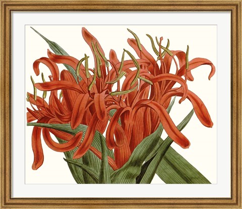 Framed Striking Coral Botanicals I Print