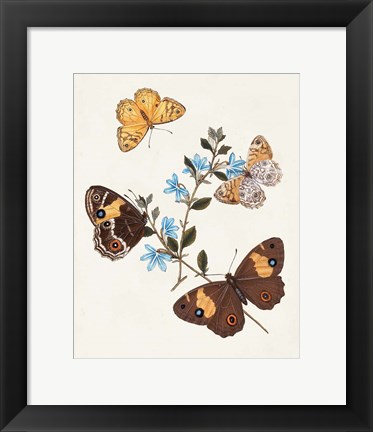 Framed Butterflies &amp; Moths I Print