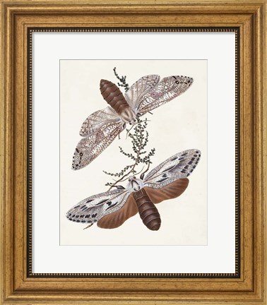 Framed Butterflies &amp; Moths V Print