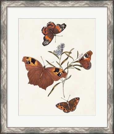 Framed Butterflies &amp; Moths VI Print