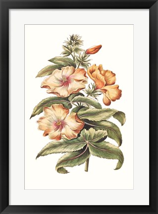 Framed Flowering Hibiscus I Print