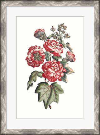 Framed Flowering Hibiscus IV Print