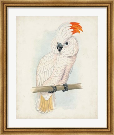 Framed Antique Cockatoo II Print