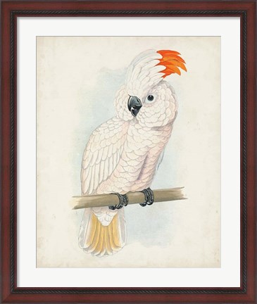 Framed Antique Cockatoo II Print
