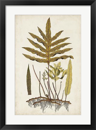 Framed Fern Botanical I Print