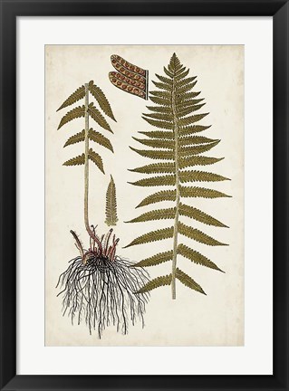Framed Fern Botanical V Print