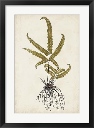 Framed Fern Botanical VI Print